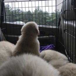 Golden Retriever Puppies from Goldens for You