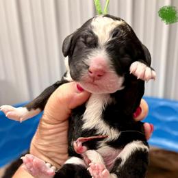 Green boy - Tri-color male Bernedoodle puppy in Lake, Michigan from 3 King Doodles & Poodles