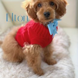 Elton - Red  male Poodle puppy in Gilbert, Arizona from My Poodle Bears