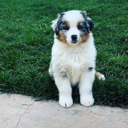 Australian Shepherd Puppies from Brit’s Australian Shepherds