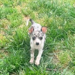 Louis AKC - Blue merle male Chihuahua puppy in Seneca, Missouri from Stephanie’s Puppy Colony