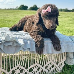 Dalmatian, Poodle, and Rhodesian Ridgeback Puppies from Ruffles, Ridges, & Spots!