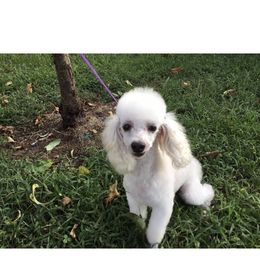 Oliver - Poodle