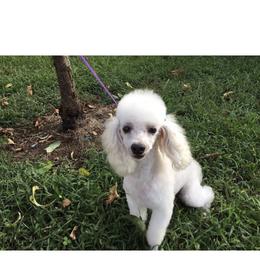Oliver - Poodle
