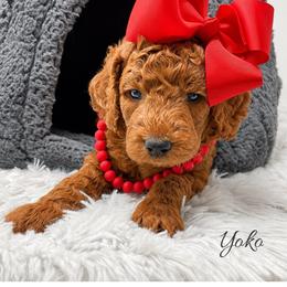 Yoko - Red  female Goldendoodle puppy in State Road, North Carolina from Must Love Doodles