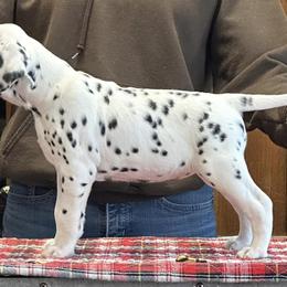 Vixen (yellow) - Dalmatian puppy in Acampo, California from Gateway Farm Dalmatians
