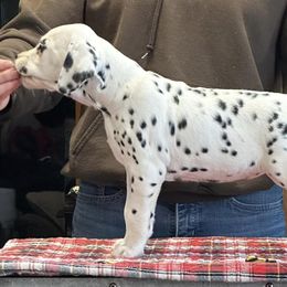 Vixen (yellow) - Dalmatian puppy in Acampo, California from Gateway Farm Dalmatians