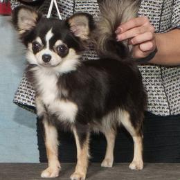 Pink - Chihuahua