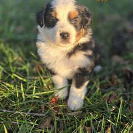 Freddy - Black tri male Miniature Australian Shepherd puppy in Orrtanna, Pennsylvania from Mountain Top Shepherd's