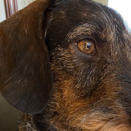 Clover - Dachshund