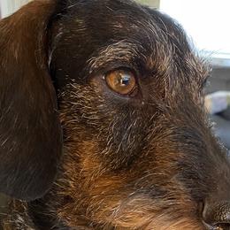 Clover - Dachshund