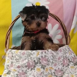 Frankie - Blue and gold male Yorkshire Terrier puppy in Pinellas Park, Florida from Silversands Yorkshire Terriers