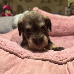 Rhythm ( purple collar ) - Liver female Miniature Schnauzer puppy in Chicago, Illinois from Cuddly Cutts Pets