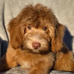 Toadette - Red  female Goldendoodle puppy in Tucson, Arizona from Adored Poodle & Doodles