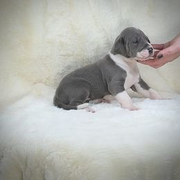 Sterling - Blue female Great Dane puppy in Lebanon, Virginia from North Cedar Danes