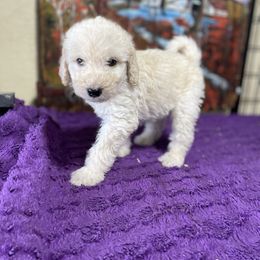 James - Chalk male Labradoodle puppy in Craig, Nebraska from Top Knot Companions Poodles and Labradoodles