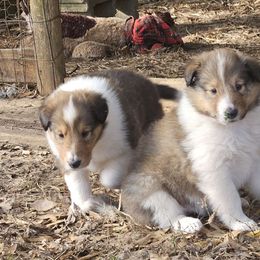 Gabriel - Sable and white male Collie puppy in Keysville, Georgia from Strawberry Patch Collies