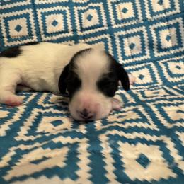 Girl 2 - Piebald female Dachshund puppy in Whitehouse, Texas from Bonded Oaks Doxies