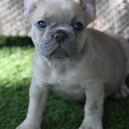 French Bulldog Puppies from 609 Frenchies