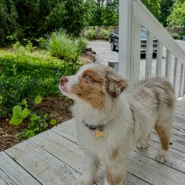 Australian Shepherd Puppies from FireHart Aussies