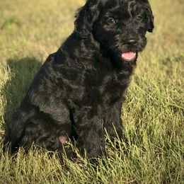 Aussiedoodle, Miniature Australian Shepherd, and Poodle Puppies from Classic K9’s  Aussies, Poodles & Doodles