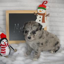 Merry - Blue merle female Australian Shepherd puppy in Mocksville, North Carolina from Trailblazing Aussies