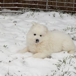 Samoyed Puppies from Rocking S Farm