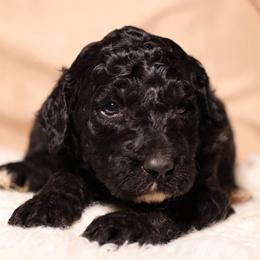 Romeo (Blue Collar) - Black male Goldendoodle puppy in Palmetto Bay, Florida from SOMIDOODLES