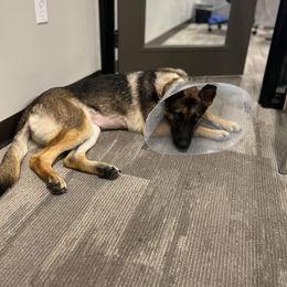 German Shepherd All Grown Up from Freiheit Von Himmel  Shepherds