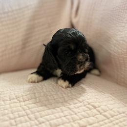 Purple - Girl - Black white and tan female Cocker Spaniel puppy in Morganton, North Carolina from Priceless Pups