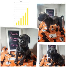 Justice (black brindle) - Black brindle female Cane Corso puppy in Manitowoc, Wisconsin from Sinner & Saint Cane Corso