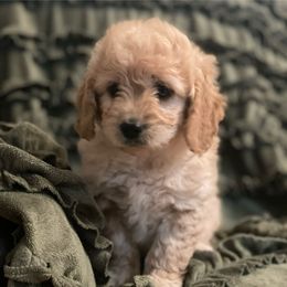 Goldendoodle Puppies from Doodle Paradise