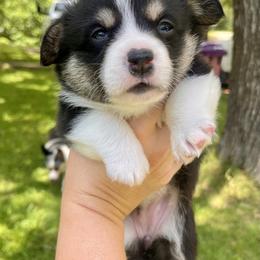 American Corgi and Pembroke Welsh Corgi Puppies from High Cotton Corgis