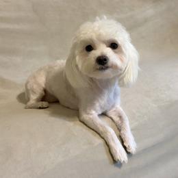 Frannie - White female Maltese puppy in Morehead, Kentucky from Paw Perfect Pets