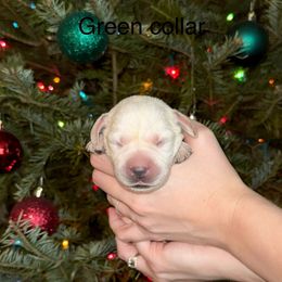 Boy 1 - Yellow male Labrador Retriever puppy in Brooksville, Florida from Lonestar Labradors C&E