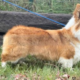 Ritzy - Pembroke Welsh Corgi
