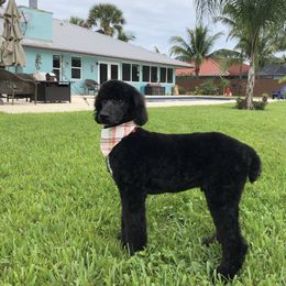 Poodle Puppies from Southern Standards Standard Poodles