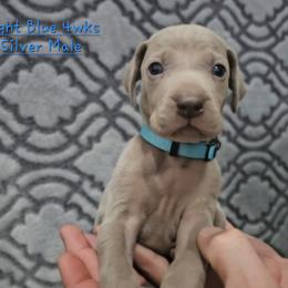 Lt. BLUE Collar - Silver gray male Weimaraner puppy in Indiana from So-IN Weimaraner's