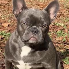 French Bulldogs from Salisbury Frenchies