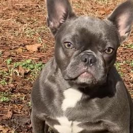 French Bulldogs from Salisbury Frenchies