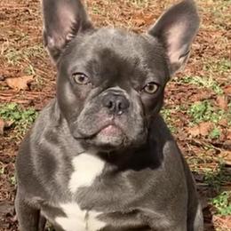 French Bulldogs from Salisbury Frenchies