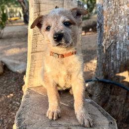 Oakley (AKC) - Red mottled male Australian Cattle Dog puppy in Sahuarita, Arizona from A2 Australian Cattle Dogs