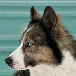 Sir - Yakutian Laika