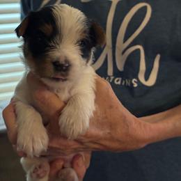 Boy 1 - Parti male Yorkshire Terrier puppy in Elizabeth, Indiana from Dwayne’s Yorkshire Terriers