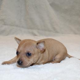 Spencer - Red male Chihuahua puppy in Willamina, Oregon from Cherished Chihuahuas