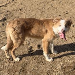 Lycan - Lilac male Border Collie puppy in Berkeley Springs, West Virginia from Sagehill Agility