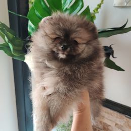 Boy 1 - Cream sable Pomeranian puppy in Fort Lauderdale, Florida from El'Cienna Poms