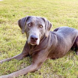 Sylvie - Labrador Retriever