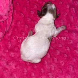 Peach - Piebald female Dachshund puppy in Liberty Hill, Texas from Champion Dachshunds