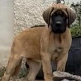 Girl 6 - Fawn female Mastiff puppy in Laredo, Texas from Huereca Mastiff